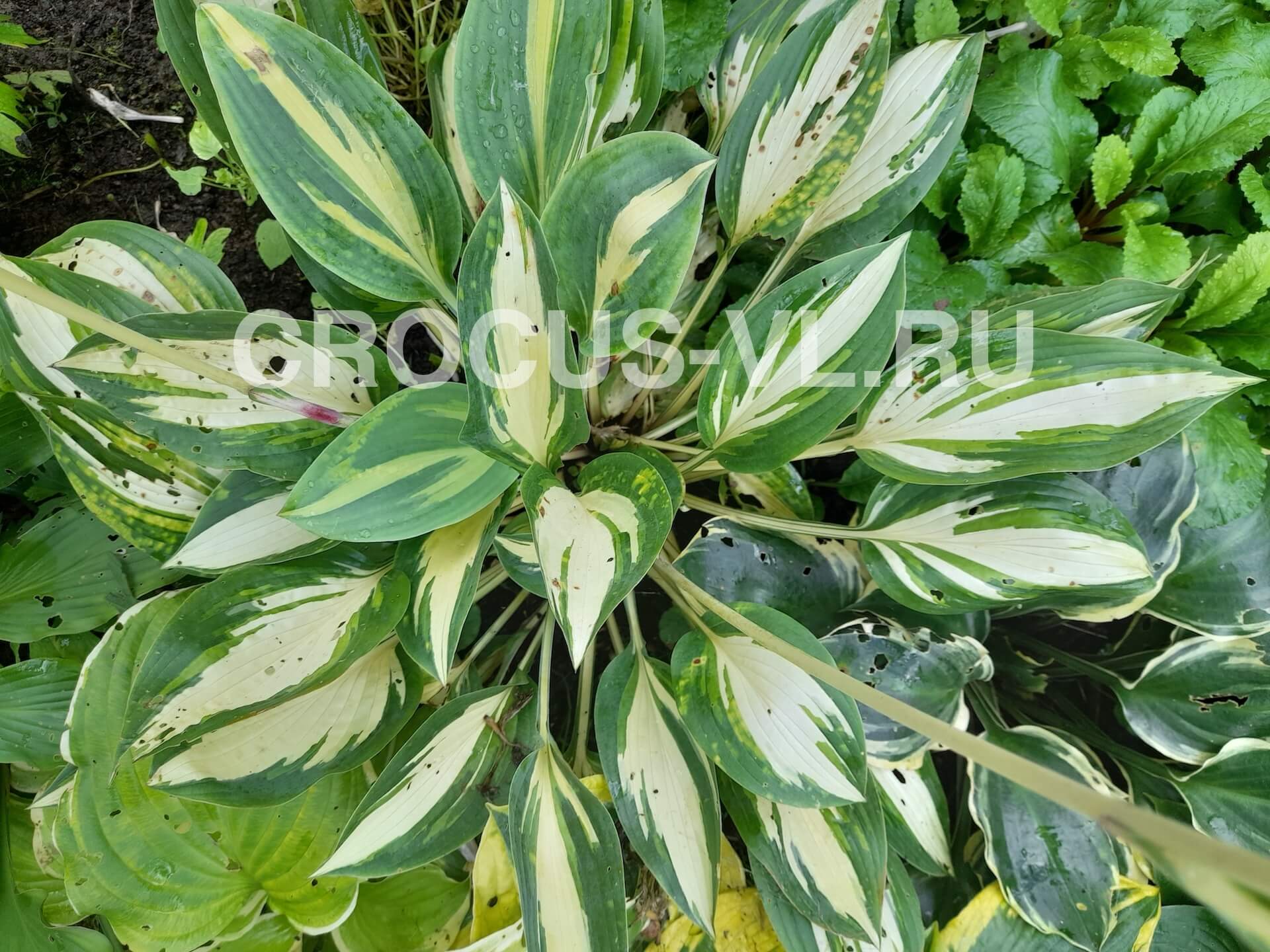 Хоста гибридная «Little Angel Wings»